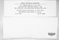 Habrostictis rubra image